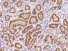 AMN Antibody - Immunochemical staining of human AMN in human kidney with rabbit polyclonal antibody at 1:100 dilution, formalin-fixed paraffin embedded sections.