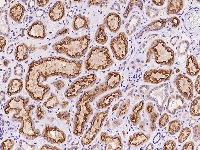 AMN Antibody - Immunochemical staining of human AMN in human kidney with rabbit polyclonal antibody at 1:100 dilution, formalin-fixed paraffin embedded sections.