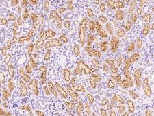 AMN Antibody - Immunochemical staining of human AMN in human kidney with rabbit polyclonal antibody at 1:1000 dilution, formalin-fixed paraffin embedded sections.