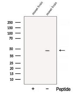 AMOG / ATP1B2 Antibody - Western blot analysis of extracts of mouse brain tissue using ATP1B2 antibody. The lane on the left was treated with blocking peptide.