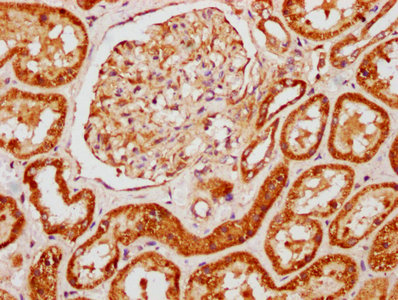 AMOT / Angiomotin Antibody - IHC image of AMOT Antibody diluted at 1:121 and staining in paraffin-embedded human kidney tissue performed on a Leica BondTM system. After dewaxing and hydration, antigen retrieval was mediated by high pressure in a citrate buffer (pH 6.0). Section was blocked with 10% normal goat serum 30min at RT. Then primary antibody (1% BSA) was incubated at 4°C overnight. The primary is detected by a biotinylated secondary antibody and visualized using an HRP conjugated SP system.