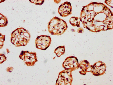 AMOT / Angiomotin Antibody - IHC image of AMOT Antibody diluted at 1:121 and staining in paraffin-embedded human placenta tissue performed on a Leica BondTM system. After dewaxing and hydration, antigen retrieval was mediated by high pressure in a citrate buffer (pH 6.0). Section was blocked with 10% normal goat serum 30min at RT. Then primary antibody (1% BSA) was incubated at 4°C overnight. The primary is detected by a biotinylated secondary antibody and visualized using an HRP conjugated SP system.