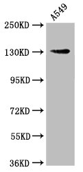 AMOT / Angiomotin Antibody - Western Blot Positive WB detected in: A549 whole cell lysate All lanes: AMOT antibody at 1.21µg/ml Secondary Goat polyclonal to rabbit IgG at 1/50000 dilution Predicted band size: 119 kDa Observed band size: 130 kDa