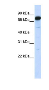 AMOT / Angiomotin Antibody - AMOT / Angiomotin antibody Western blot of 293T cell lysate. This image was taken for the unconjugated form of this product. Other forms have not been tested.