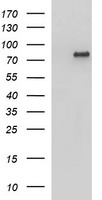 AMOT / Angiomotin Antibody - HEK293T cells were transfected with the pCMV6-ENTRY control (Left lane) or pCMV6-ENTRY AMOT (Right lane) cDNA for 48 hrs and lysed. Equivalent amounts of cell lysates (5 ug per lane) were separated by SDS-PAGE and immunoblotted with anti-AMOT.