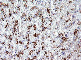 AMOT / Angiomotin Antibody - IHC of paraffin-embedded Human liver tissue using anti-AMOT mouse monoclonal antibody. (Heat-induced epitope retrieval by 10mM citric buffer, pH6.0, 120°C for 3min).