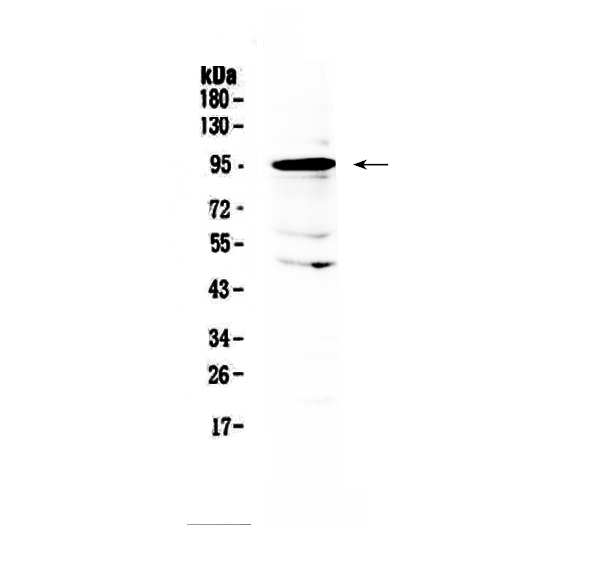 AMOTL2 Antibody - Western blot - Anti-AMOTL2 Picoband antibody