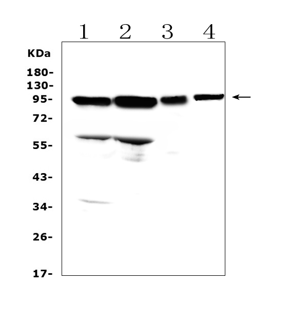 AMOTL2 Antibody - Western blot analysis of AMOTL2 using anti-AMOTL2 antibody. Electrophoresis was performed on a 5-20% SDS-PAGE gel at 70V (Stacking gel) / 90V (Resolving gel) for 2-3 hours. The sample well of each lane was loaded with 50ug of sample under reducing conditions. Lane 1: rat brain tissue lysates, Lane 2: rat lung tissue lysates, Lane 3: mouse lung tissue lysates, Lane 4: mouse liver tissue lysates. After Electrophoresis, proteins were transferred to a Nitrocellulose membrane at 150mA for 50-90 minutes. Blocked the membrane with 5% Non-fat Milk/ TBS for 1.5 hour at RT. The membrane was incubated with rabbit anti-AMOTL2 antigen affinity purified polyclonal antibody at 0.5 µg/mL overnight at 4°C, then washed with TBS-0.1% Tween 3 times with 5 minutes each and probed with a goat anti-rabbit IgG-HRP secondary antibody at a dilution of 1:10000 for 1.5 hour at RT. The signal is developed using an Enhanced Chemiluminescent detection (ECL) kit with Tanon 5200 system. A specific band was detected for AMOTL2 at approximately 95KD. The expected band size for AMOTL2 is at 86KD.