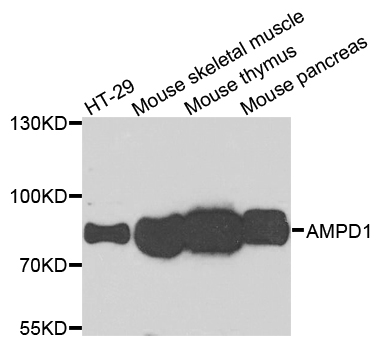 AMPD1 Antibody - Western blot analysis of extracts of various cells.
