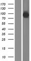 AMPD1 Protein - Western validation with an anti-DDK antibody * L: Control HEK293 lysate R: Over-expression lysate
