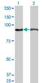 AMPD2 Antibody - Western blot of AMPD2 expression in transfected 293T cell line by AMPD2 monoclonal antibody (M04), clone 2G8.