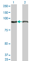 AMPD2 Antibody - Western blot of AMPD2 expression in transfected 293T cell line by AMPD2 monoclonal antibody (M04), clone 2G8.