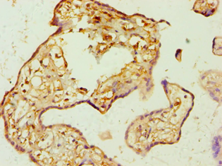 AMPD3 Antibody - Immunohistochemistry of paraffin-embedded human placenta using antibody at 1:100 dilution.