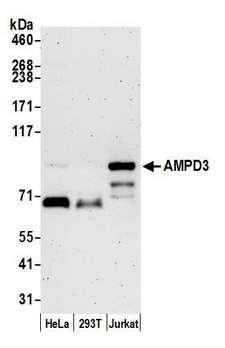 AMPD3 Antibody - Detection of human AMPD3 by western blot. Samples: Whole cell lysate (15 µg) from HeLa, HEK293T, and Jurkat cells prepared using NETN lysis buffer. Antibody: Affinity purified rabbit anti-AMPD3 antibody used for WB at 0.1 µg/ml. Detection: Chemiluminescence with an exposure time of 3 minutes.