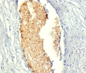 AMPD3 Antibody - Formalin-fixed, paraffin-embedded human placenta stained with AMPD3 antibody (AMPD3/901).  This image was taken for the unmodified form of this product. Other forms have not been tested.