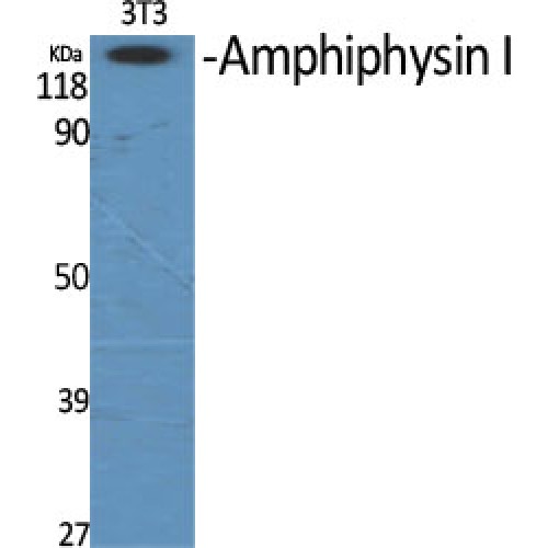AMPH / Amphiphysin Antibody - Western blot of Amphiphysin I antibody