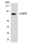 AMPH / Amphiphysin Antibody - Western blot analysis of the lysates from HUVECcells using AMPH antibody.