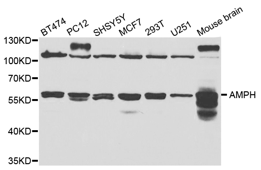 AMPH / Amphiphysin Antibody - Western blot analysis of extracts of various cell lines.