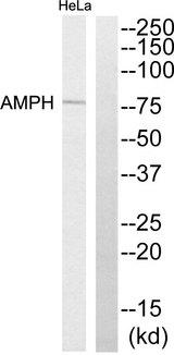 AMPH / Amphiphysin Antibody - Western blot analysis of extracts from HeLa cells, using AMPH antibody.