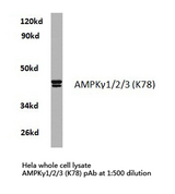 AMPK Beta 1+2+3 Antibody - Western blot of AMPK1/2/3 (K78) pAb in extracts from HeLa cells.
