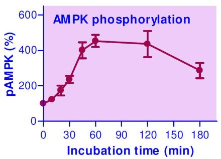 AMPK Phosphorylation Assay Kit
