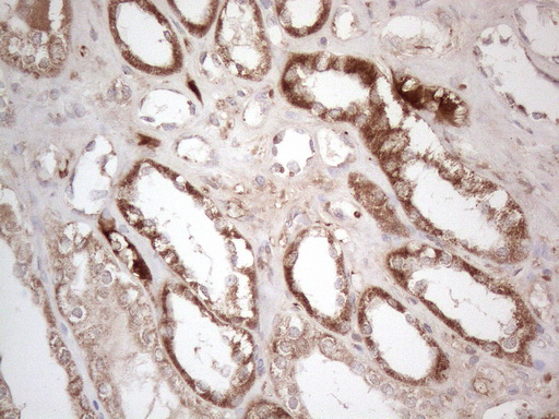 AMT Antibody - Immunohistochemical staining of paraffin-embedded Human Kidney tissue within the normal limits using anti-AMT mouse monoclonal antibody. (Heat-induced epitope retrieval by 1mM EDTA in 10mM Tris buffer. (pH8.5) at 120°C for 3 min. (1:150)