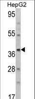 AMT Antibody - Western blot of AMT Antibody in HepG2 cell line lysates (35 ug/lane). AMT (arrow) was detected using the purified antibody.