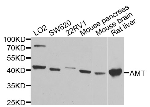 AMT Antibody - Western blot analysis of extracts of various cells.