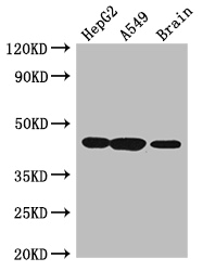 AMT Antibody - Positive WB detected in:HepG2 whole cell lysate,A549 whole cell lysate,Mouse brain tissue;All lanes:AMT antibody at 3.5ug/ml;Secondary;Goat polyclonal to rabbit IgG at 1/50000 dilution;Predicted band size: 44,38,40,42 kDa;Observed band size: 44 kDa;