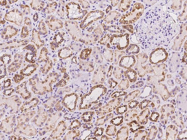 AMT Antibody - Immunochemical staining of human AMT in human kidney with rabbit polyclonal antibody at 1:100 dilution, formalin-fixed paraffin embedded sections.