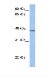 AMT Antibody - Fetal lung lysate. Antibody concentration: 1.0 ug/ml. Gel concentration: 12%.  This image was taken for the unconjugated form of this product. Other forms have not been tested.