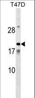 AMTN Antibody - AMTN Antibody western blot of T47D cell line lysates (35 ug/lane). The AMTN antibody detected the AMTN protein (arrow).