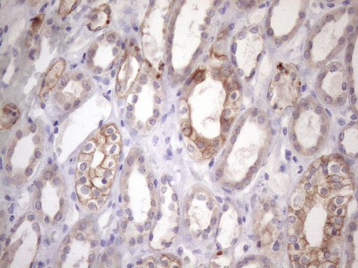 AMTN Antibody - Immunohistochemical staining of paraffin-embedded Human Kidney tissue within the normal limits using anti-AMTN mouse monoclonal antibody. (Heat-induced epitope retrieval by 1mM EDTA in 10mM Tris buffer. (pH8.5) at 120 oC for 3 min. (1:150)