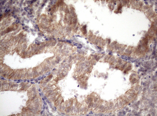 AMTN Antibody - Immunohistochemical staining of paraffin-embedded Human endometrium tissue within the normal limits using anti-AMTN mouse monoclonal antibody. (Heat-induced epitope retrieval by 1mM EDTA in 10mM Tris buffer. (pH8.5) at 120 oC for 3 min. (1:150)