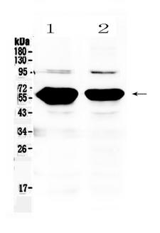 AMY1A + AMY1B + AMY1 Antibody - Western blot - Anti-Alpha Amylase 1 Picoband Antibody