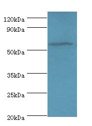 AMY1A / Salivary Amylase Antibody - Western blot. All lanes: AMY1A antibody at 7 ug/ml+rat heart tissue. Secondary antibody: Goat polyclonal to rabbit at 1:10000 dilution. Predicted band size: 58 kDa. Observed band size: 58 kDa.