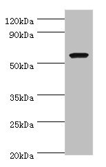 AMY1A / Salivary Amylase Antibody - Western blot All lanes: AMY1A antibody at 7µg/ml + Rat heart tissue Secondary Goat polyclonal to rabbit IgG at 1/10000 dilution Predicted band size: 58 kDa Observed band size: 58 kDa
