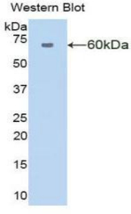 AMY1A / Salivary Amylase Antibody - Western blot of recombinant AMY1A / Salivary Amylase.  This image was taken for the unconjugated form of this product. Other forms have not been tested.