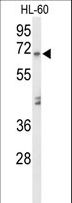 AMY1A / Salivary Amylase Antibody - Western blot of AMY1A Antibody in HL-60 cell line lysates (35 ug/lane). AMY1A (arrow) was detected using the purified antibody.