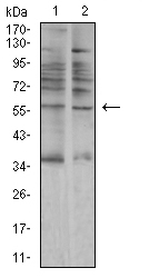 AMY1A / Salivary Amylase Antibody - Western blot analysis using AMY1A mouse mAb against A549 (1) and C6 (2) cell lysate.