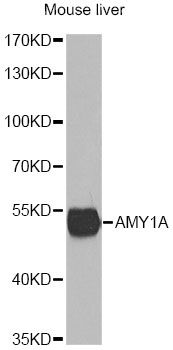 AMY1A / Salivary Amylase Antibody - Western blot analysis of extracts of mouse liver, using AMY1A antibody at 1:1000 dilution. The secondary antibody used was an HRP Goat Anti-Rabbit IgG (H+L) at 1:10000 dilution. Lysates were loaded 25ug per lane and 3% nonfat dry milk in TBST was used for blocking. An ECL Kit was used for detection and the exposure time was 30s.