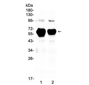 AMY1A / Salivary Amylase Antibody - Western blot testing of 1) rat pancreas and 2) mouse pancreas lysate with Alpha Amylase antibody at 0.5ug/ml. Predicted molecular weight ~58 kDa.
