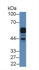 AMY2A / Pancreatic Amylase Antibody - Western Blot; Sample: Rat Pancreas lysate; Primary Ab: 2µg/mL Rabbit Anti-Rat AMY2 Antibody Second Ab: 0.2µg/mL HRP-Linked Caprine Anti-Rabbit IgG Polyclonal Antibody