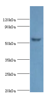 AMY2A / Pancreatic Amylase Antibody - Western blot. All lanes: Pancreatic alpha-amylase antibody at 6 ug/ml+mouse liver tissue. Secondary antibody: Goat polyclonal to rabbit at 1:10000 dilution. Predicted band size: 58 kDa. Observed band size: 58 kDa.