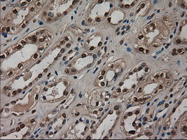 AMY2A / Pancreatic Amylase Antibody - IHC of paraffin-embedded kidney using anti-AMY2A mouse monoclonal antibody.