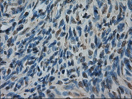 AMY2A / Pancreatic Amylase Antibody - IHC of paraffin-embedded ovary using anti-AMY2A mouse monoclonal antibody.