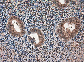 AMY2A / Pancreatic Amylase Antibody - IHC of paraffin-embedded endometrium using anti-AMY2A mouse monoclonal antibody.