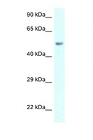 AMY2B Antibody - AMY2B antibody Western blot of 721_B Cell lysate. Antibody concentration 1 ug/ml.  This image was taken for the unconjugated form of this product. Other forms have not been tested.