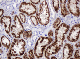 AMY2B Antibody - IHC of paraffin-embedded Human Kidney tissue using anti-AMY2B mouse monoclonal antibody.