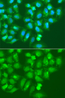 AMY2B Antibody - Immunofluorescence analysis of A549 cells.